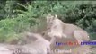 Lion Attacks Antelope, 5 Lion Vs Hippo, Buffalo, Gnu, Crocodile Most Amazing Wild Animal Attacks #43