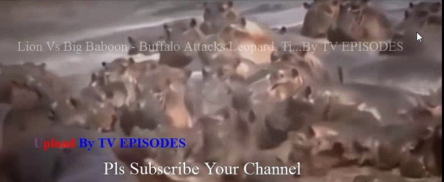 Lion Vs Big Baboon - Buffalo Attacks Leopard, Tiger Real Fight Most Amazing Animals Attack #part2