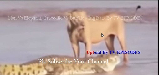 Lion Vs Elephant, Crocodile Vs Buffalo - Big Battle Craziest Animals Fight  Lion Vs Anaconda #40