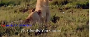 2 Lion Real Fight, Lion Vs Giraffe, Cheetah Vs Deer Part 1 - Craziest Animal Fights Caught On Camera