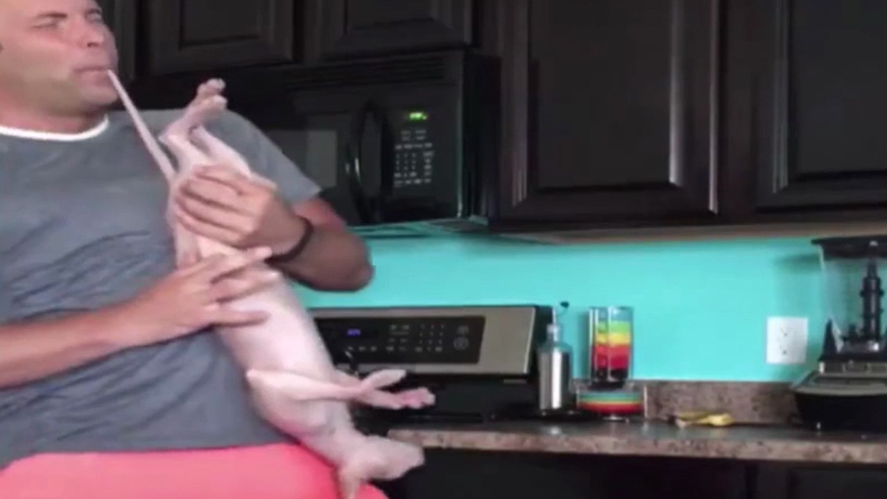 Jouer du saxo avec son chat, c'est possible !