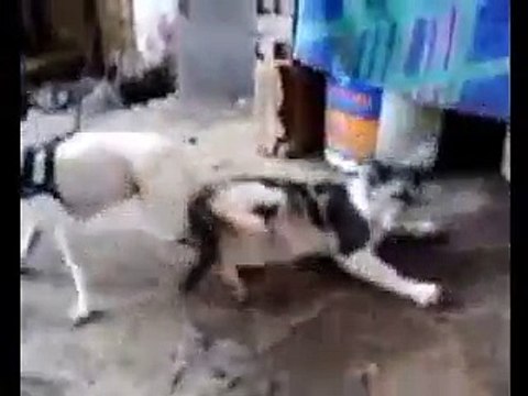 funny Videos 2015 Real Fun Clips | Funny Pranks | Funny Girls Compilation