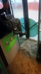 Reshjet e shiut - Uji futet ne linjat urbane