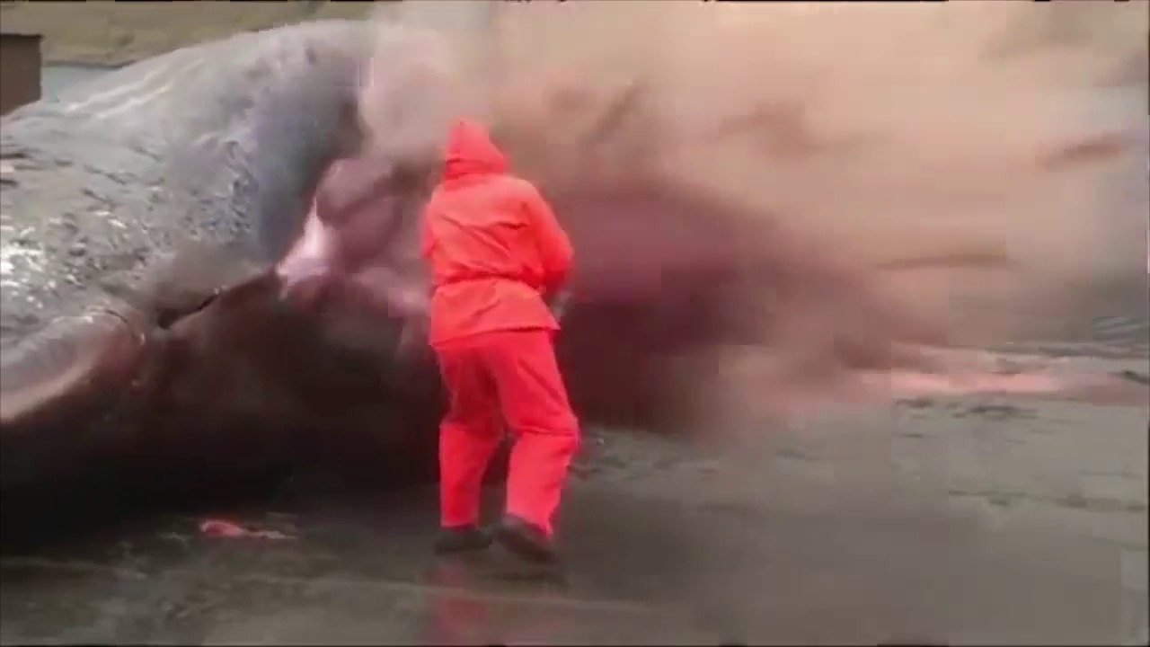 Whale blow up compilatin | Whale bursting compilation