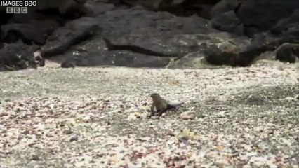 Quand la BBC filme des animaux à la façon d'un thriller