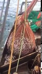 Surprise dans un filet de pêche