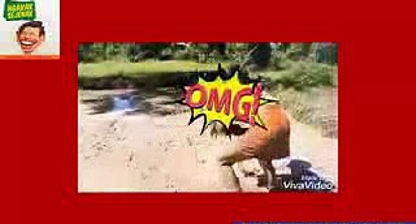 Video lucu kocak