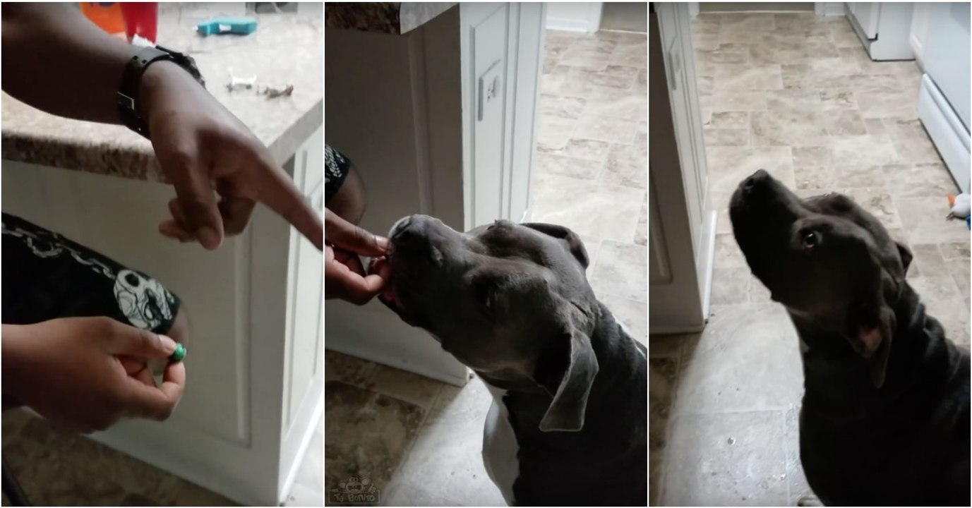 A reação de um cão ao provar pela primeira vez um rebuçado amargo