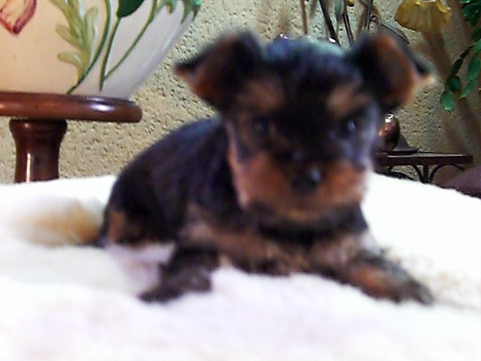 MYRTILLE le 08/11/16