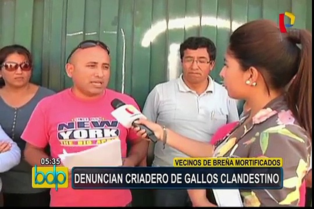 Breña: vecinos mortificados por criadero de gallos