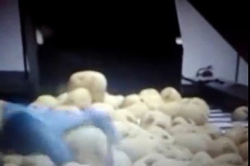 Fully Automatic Potato Chip Line