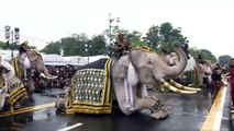 Elephants perform at tribute to late Thai king