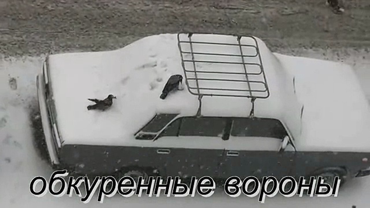 Обкуренные вороны