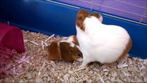 Baby Guinea Pigs Pop-corning & Squeaking - Animal Compilations 2016