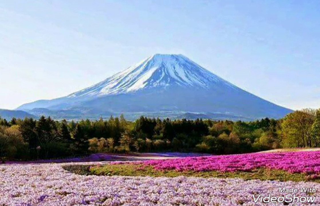 Pink flower of Mount Fuji in Japan 