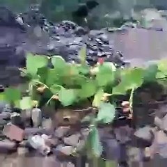 إل مطار قوية في منطقة تاركا نتوشكا  06.11.2016