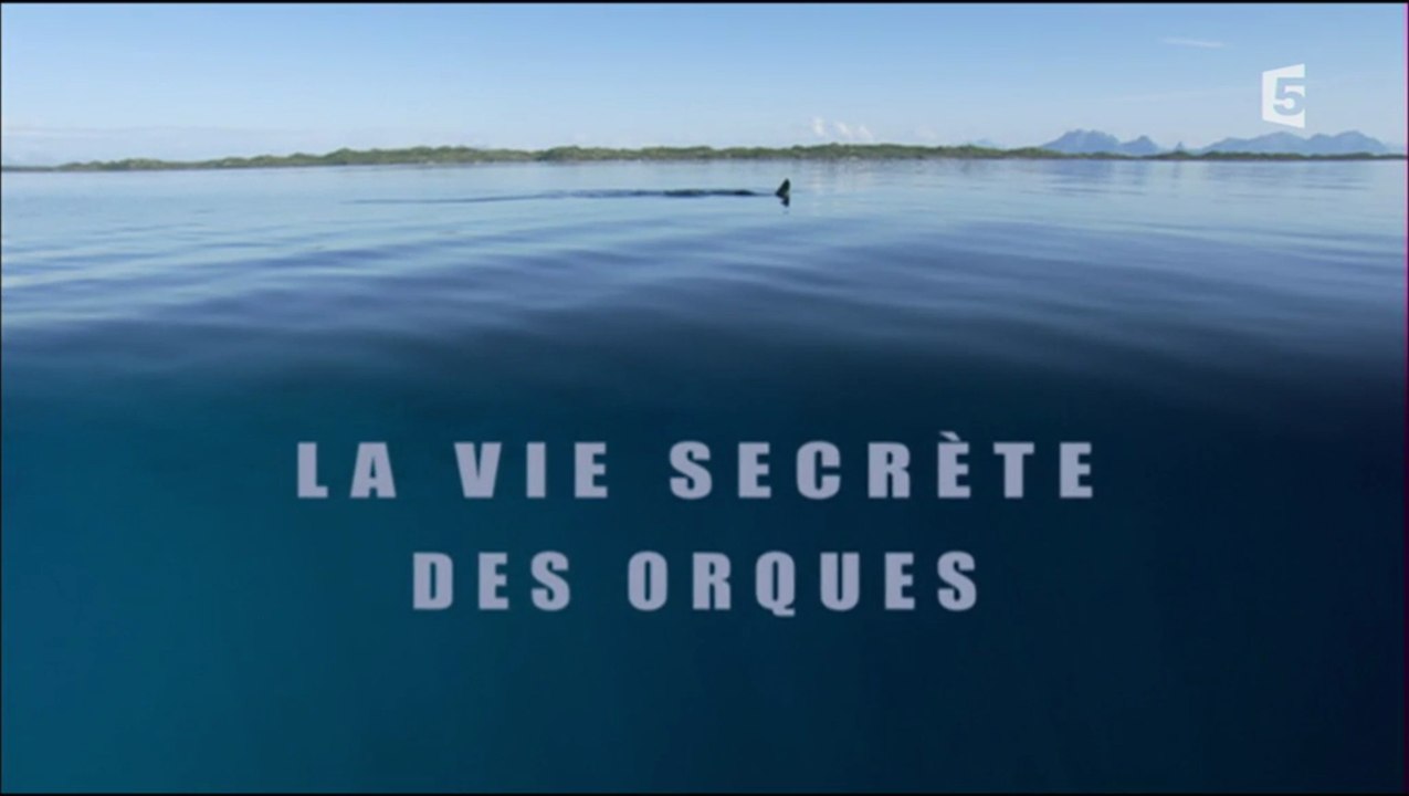 La Vie Secrète Des Orques [HD]