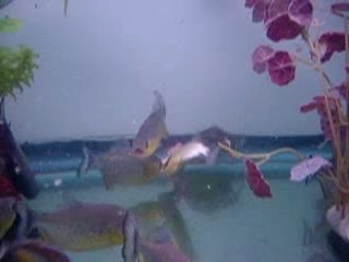 Woman Pays $1,800 for Chicken Leg to Feed Piranhas