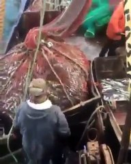 Des pêcheurs ont une grosse surprise en remontant leur filet