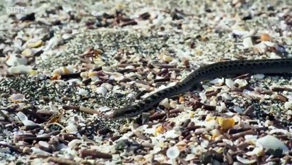 La emocionante persecución a lo 007 de unas serpientes a una iguana