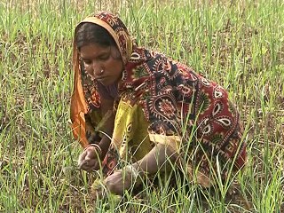Mat Grass Cultivation and Preparation for Mat Crafts