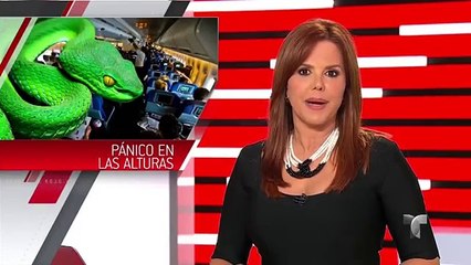 Una serpiente causó pánico en avión de Aeroméxico