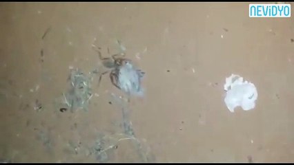 Avladığı kuşu canlı canlı yedi