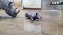 هل شاهدتم صغير وحيد القرن وهو يستحم من قبل؟