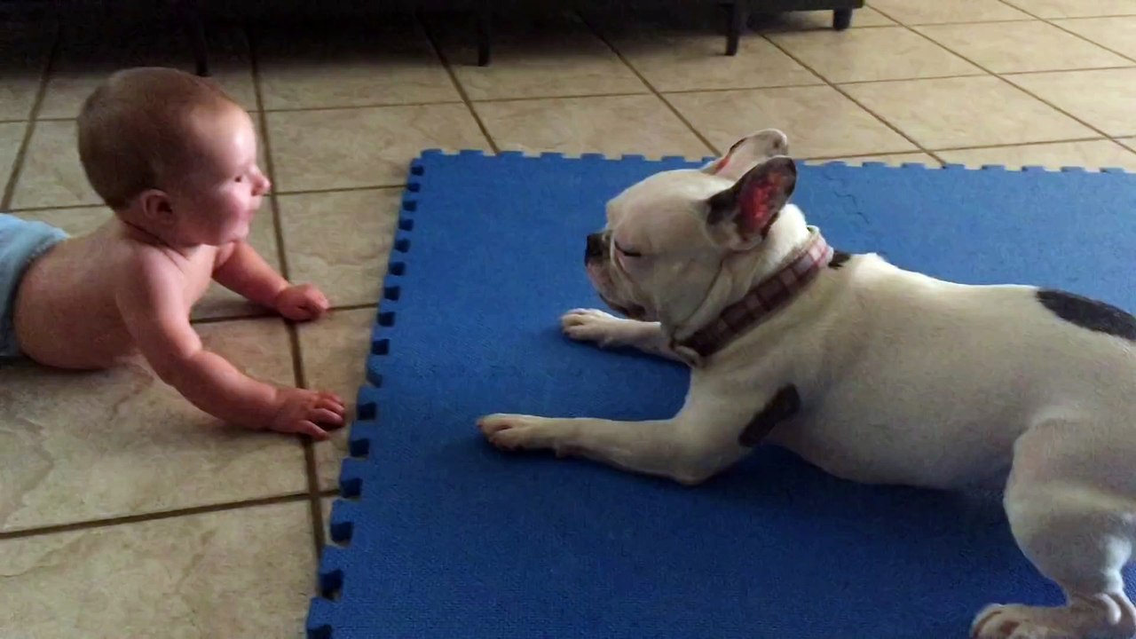 Rupert the French Bulldog spins and baby laughs