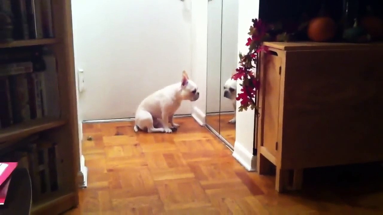 Sad French Bulldog Listens to Adele