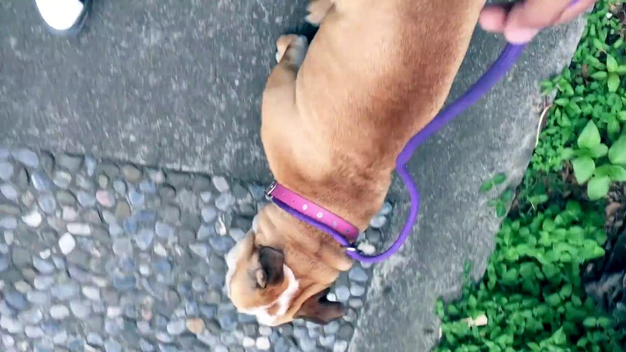 SCHEREZADA EN CELO ¡YA ES UNA MUJER! (Bulldog y Husky)