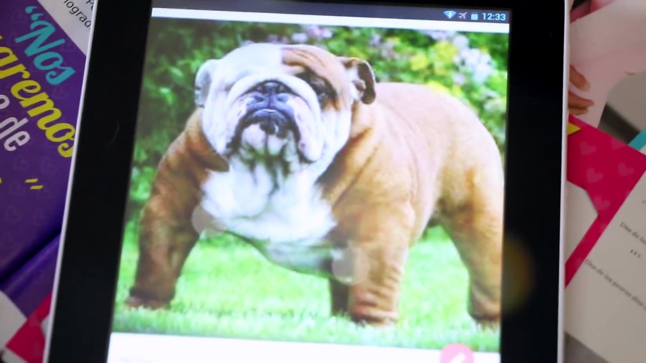 SCHEREZADA ENCUENTRA NOVIO EN TINDER (Bulldog)
