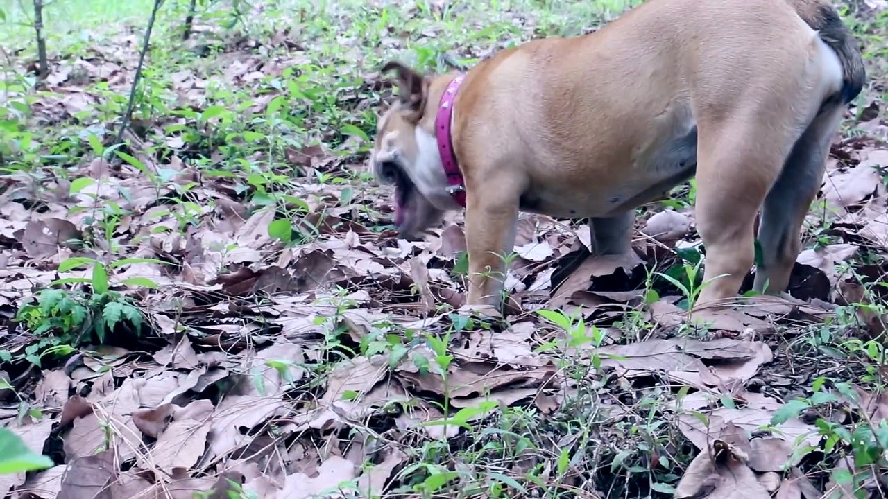 SCHEREZADA NO AGUANTA NADA (Bulldog y Husky)