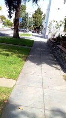 Stubborn French Bulldog Puppy Beauregard Won t Walk Home