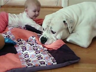 Super dangerous  American bulldog is babysitting.