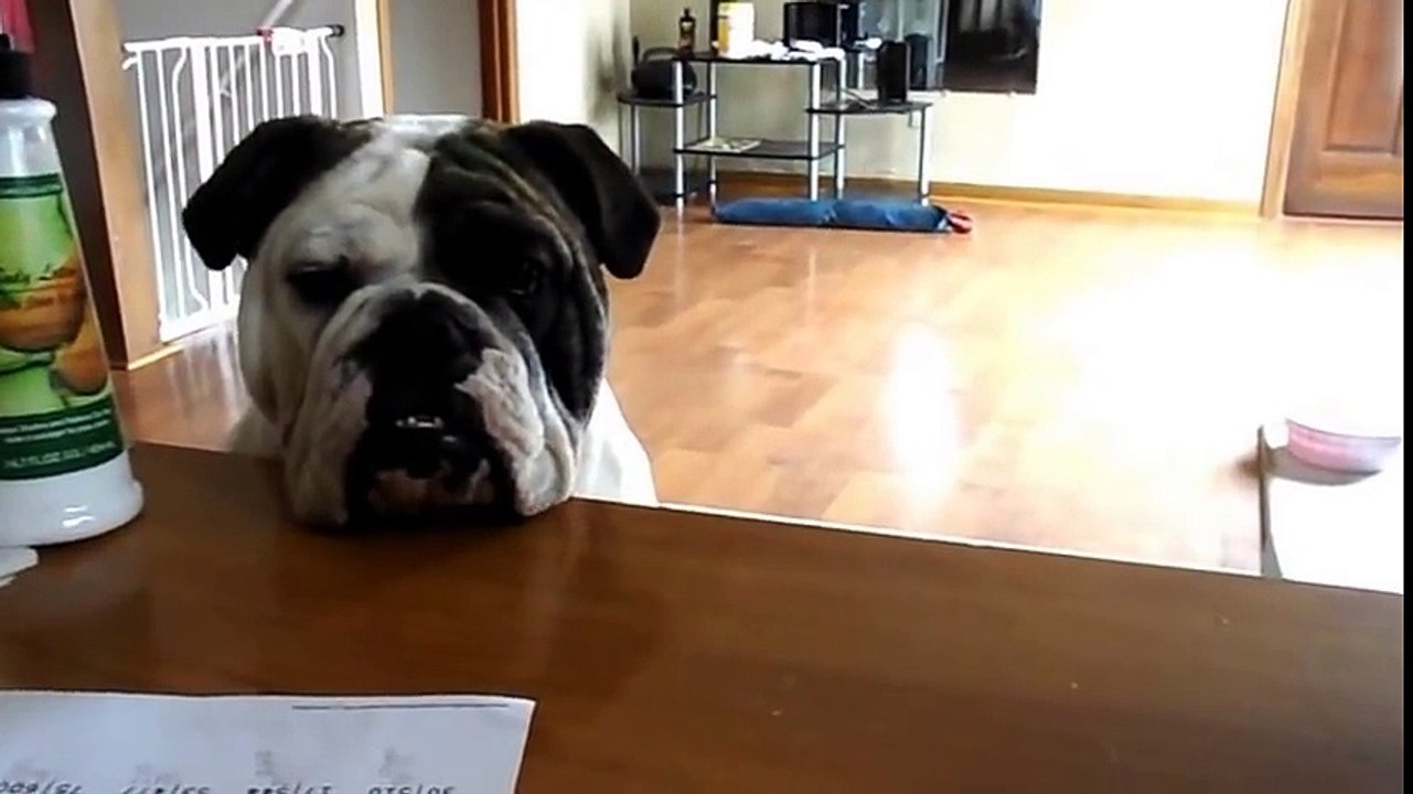 Our English Bulldog Tebow in a super excited mood, full of energy, funny!