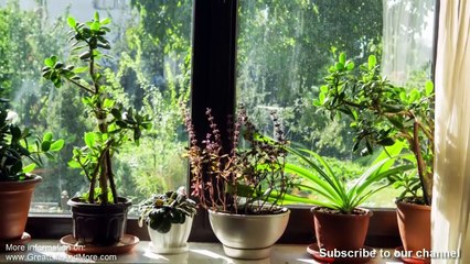 10 Plants You Should Have In Your Bedroom For A Better Sleep %28These Are Emitting Oxygen During Night
