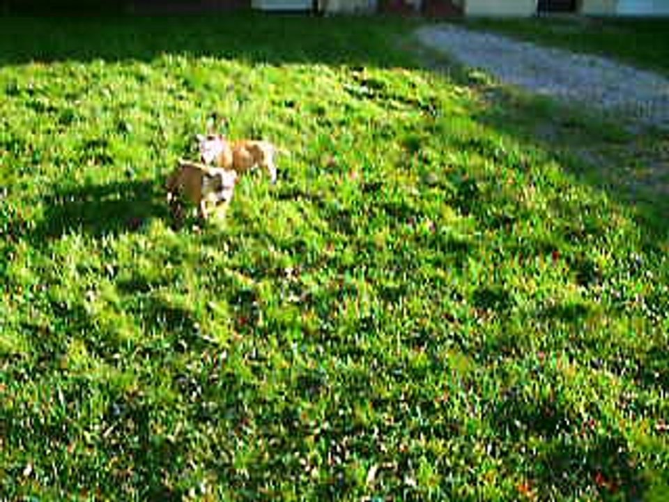 vidéo du 08.11.16 des 2 chiots à 2 mois " disponibles de suite ",.1 mâle et 1 femelle nés le 06.09.16 ...