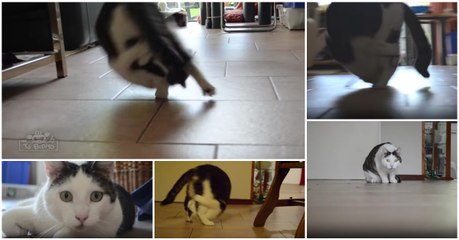 Gato aprende a fazer cambalhotas e agora não pára de fazer este movimento acrobático