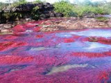 Rivière Au Cinq Couleurs Colombie