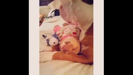 Питбульная милота. Смешные приколы собаки