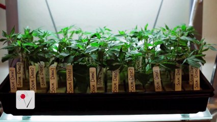 The 5 States Voting to Legalize Recreational Marijuana Use