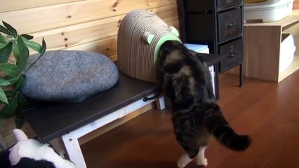 Если очень хочется Смешные приколы кошки