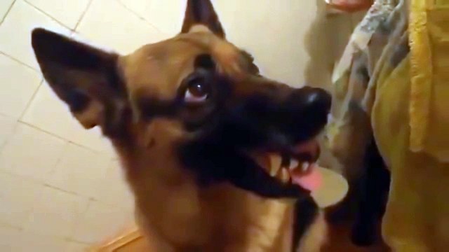 Смеются над собакой. Смешные приколы собаки