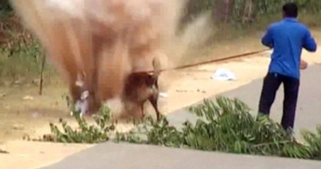 Hindistan'da Mayına Basan Köpek Yara Almadan Kurtuldu