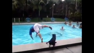 Собака в бассейн толкака. Смешные приколы собаки