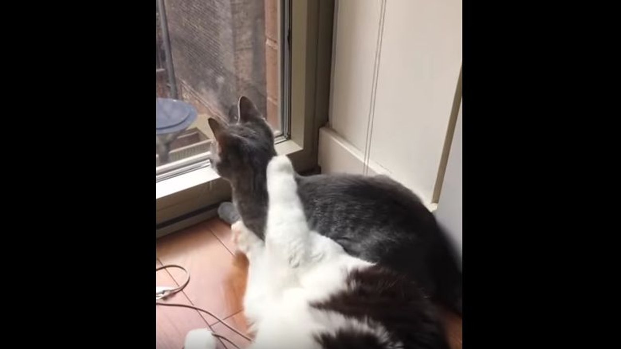 Un chat s'allonge sur la tête d'un autre chat