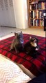 Kitten Jam - Turn Down For What Video (cute, funny cats-kittens dancing) (ORIGINAL)