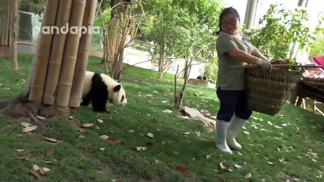 Une gardienne de zoo a du mal à ramasser les feuilles avec ces pandas