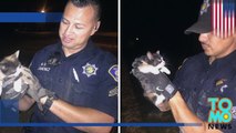 Policiais resgatam gatinho usando burrito comido para atraí-lo.